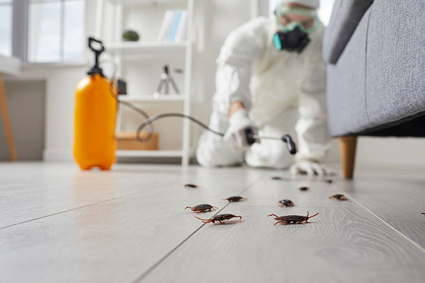 Post-Treatment Bed Bug Interceptor Monitoring in Deltona